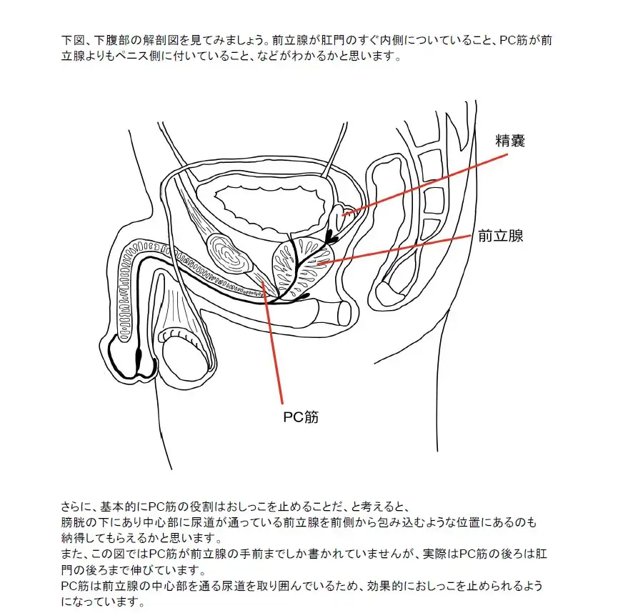 [サークルナーサリ―]【医学生監修/図解解説PDF入】脳に快感を刻み込む甘々乳首&前立腺開発 後戻りできない一ヶ月間甘マゾ メスイキトレーニング