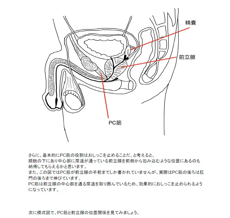 [サークルナーサリ―]【医学生監修】ダウナーお姉さんといっしょに喘いでメスイキに近づく 乳首&前立腺 性感開発トレーニング