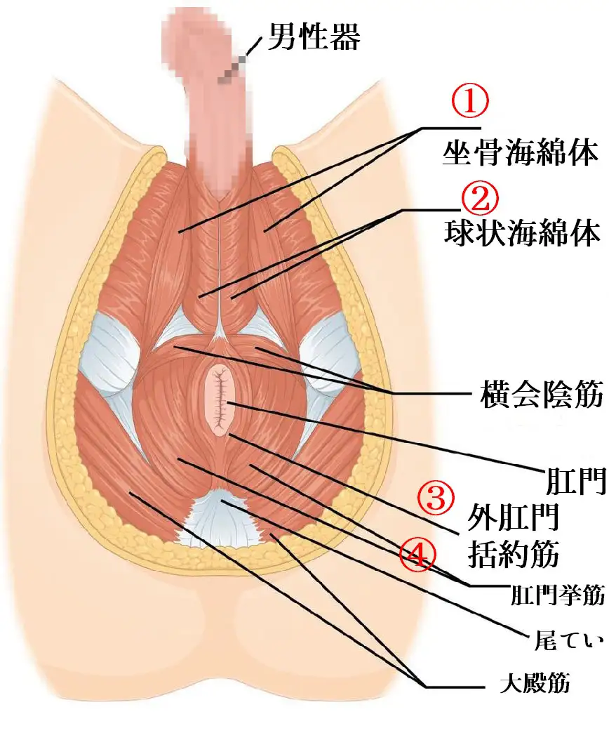 [Sissygasm]性感・筋肉・神経の関係【メスイキ・トコロテン射精】