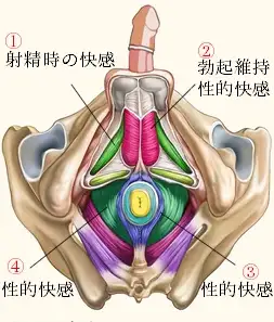 [Sissygasm]性感・筋肉・神経の関係【メスイキ・トコロテン射精】